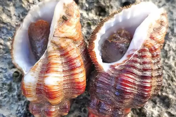 海螺有眼睛这个器官吗,海螺不仅有眼睛且还大得明显是真的吗插图3 海螺有眼睛这个器官吗,海螺不仅有眼睛且还大得明显是真的吗插图3