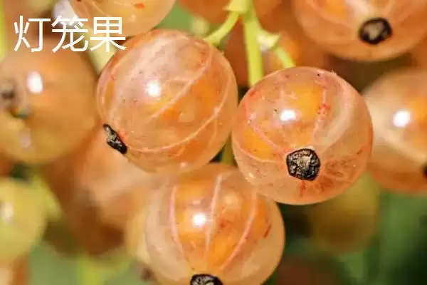 黑龙江佳木斯市的特产有哪些,黑龙江佳木斯特产有力佳风干肠等种类吗插图8 黑龙江佳木斯市的特产有哪些,黑龙江佳木斯特产有力佳风干肠等种类吗插图8