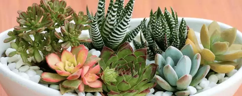 多肉的种植方法步骤,多肉的种植方法有哪些具体的步骤插图 多肉的种植方法步骤,多肉的种植方法有哪些具体的步骤插图