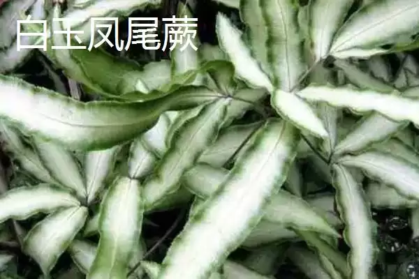 凤尾蕨种类介绍 ,凤尾蕨有哪些不同的种插图1 凤尾蕨种类介绍 ,凤尾蕨有哪些不同的种插图1