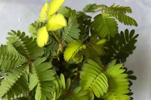 含羞草叶片发黄如何处理呢,含羞草叶片发黄转移至背阴处可缓苗复壮吗插图1 含羞草叶片发黄如何处理呢,含羞草叶片发黄转移至背阴处可缓苗复壮吗插图1