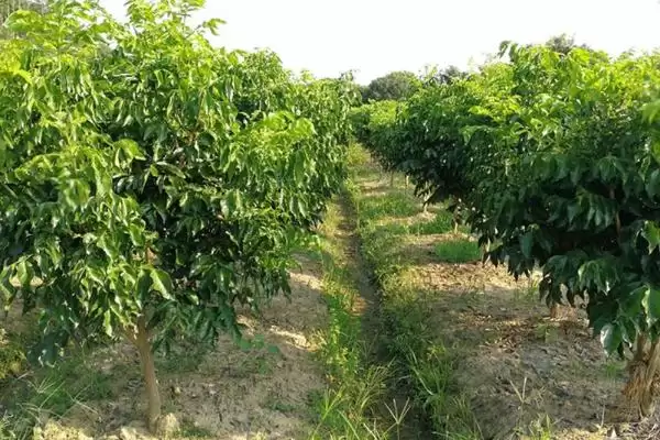 黄皮果根腐病多雨夏季高发,黄皮果根腐病如何防治,发病规律是?插图1 黄皮果根腐病多雨夏季高发,黄皮果根腐病如何防治,发病规律是?插图1