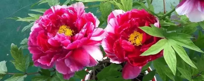 吉祥花种类问牡丹莲花是吗,吉祥花是哪种花,真的是这些吗?插图 吉祥花种类问牡丹莲花是吗,吉祥花是哪种花,真的是这些吗?插图