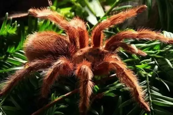 红玫瑰蜘蛛有着怎样的介绍呢,红玫瑰蜘蛛性情温顺喜在树洞中栖息吗插图8 红玫瑰蜘蛛有着怎样的介绍呢,红玫瑰蜘蛛性情温顺喜在树洞中栖息吗插图8