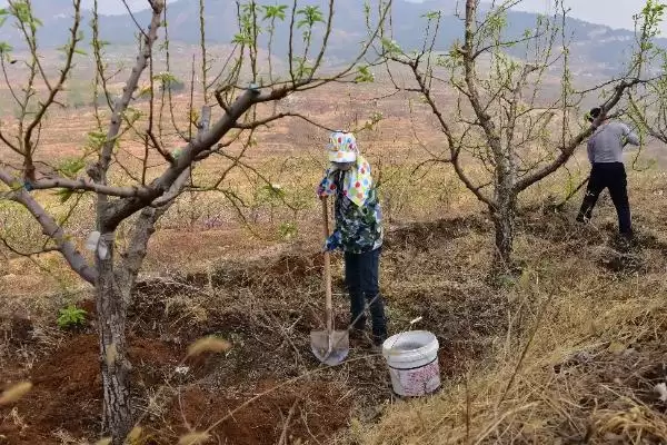 果树秋施基肥的好处有啥呢,果树秋施基肥可充裕树体营养贮备吗插图6 果树秋施基肥的好处有啥呢,果树秋施基肥可充裕树体营养贮备吗插图6