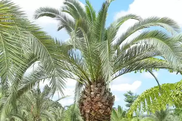 海枣树的养殖方法是什么呢,海枣树生长季节需要勤施薄肥来养殖吗插图3 海枣树的养殖方法是什么呢,海枣树生长季节需要勤施薄肥来养殖吗插图3