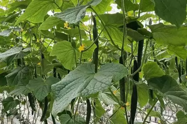 黄瓜浇水频率依据 ,黄瓜浇水次数怎样依生长阶段而定插图1 黄瓜浇水频率依据 ,黄瓜浇水次数怎样依生长阶段而定插图1
