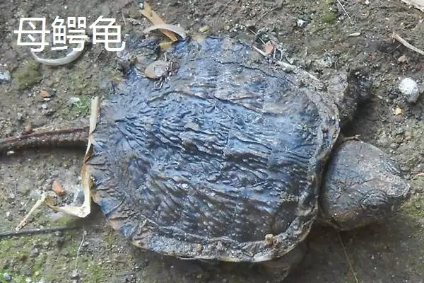 鳄龟分公母的大小,鳄龟多大尺寸时可以分辨公母插图3 鳄龟分公母的大小,鳄龟多大尺寸时可以分辨公母插图3
