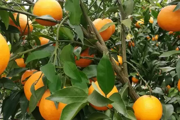 柑橘苗疫病症状表现 ,柑橘苗疫病有哪些具体的症状插图3 柑橘苗疫病症状表现 ,柑橘苗疫病有哪些具体的症状插图3