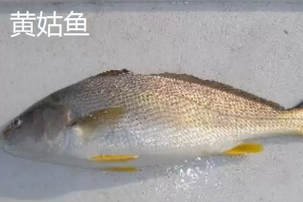 黄姑鱼产地问中日韩是主产地,黄姑鱼的产地,产地分布准确吗?插图2 黄姑鱼产地问中日韩是主产地,黄姑鱼的产地,产地分布准确吗?插图2