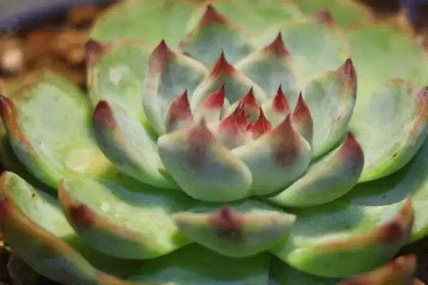 吉娃莲植物特征莲座叶盘紧凑,吉娃莲的特征,莲座叶盘和叶形特点?插图2 吉娃莲植物特征莲座叶盘紧凑,吉娃莲的特征,莲座叶盘和叶形特点?插图2