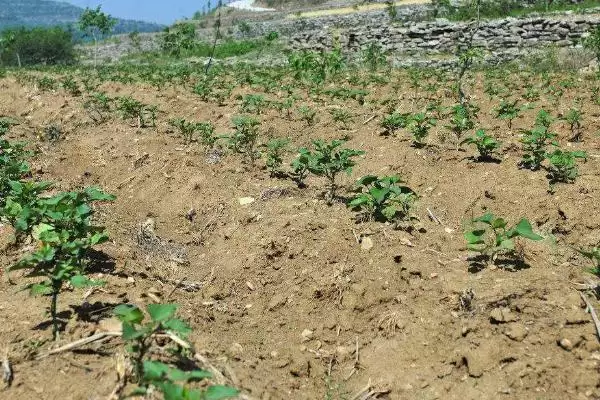 甘薯高产种植方法 ,甘薯实现高产的种植方法有哪些插图3 甘薯高产种植方法 ,甘薯实现高产的种植方法有哪些插图3