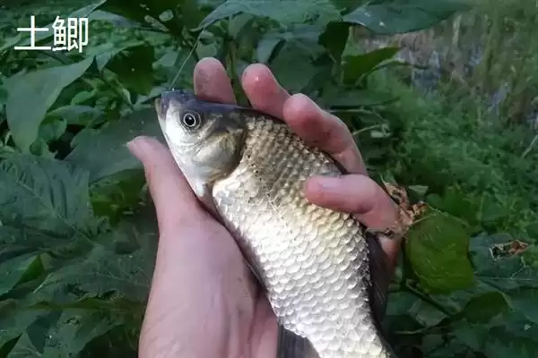鲫鱼品种介绍土鲫高背鲫常见,鲫鱼的品种介绍,常见品种有这些?插图1 鲫鱼品种介绍土鲫高背鲫常见,鲫鱼的品种介绍,常见品种有这些?插图1