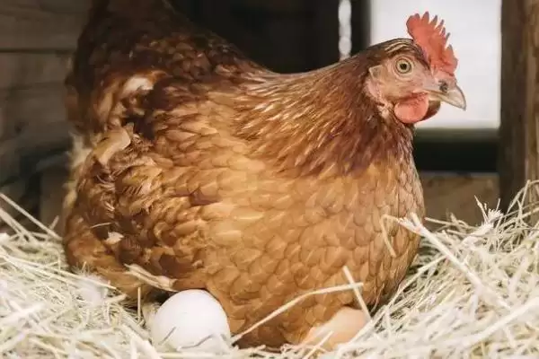 鸡下蛋时鸣叫是兴奋的表现,鸡下蛋的时候为什么要叫,真是这样吗?插图2 鸡下蛋时鸣叫是兴奋的表现,鸡下蛋的时候为什么要叫,真是这样吗?插图2