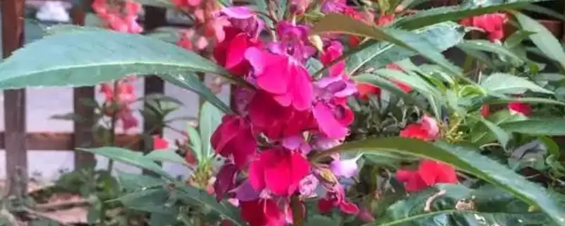 凤仙花花语寓意 ,凤仙花的花语有什么含义和寓插图 凤仙花花语寓意 ,凤仙花的花语有什么含义和寓插图