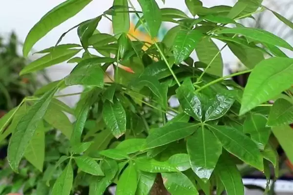 冬天发财树的养殖管理,冬天怎么养发财树要移到室内吗插图1 冬天发财树的养殖管理,冬天怎么养发财树要移到室内吗插图1