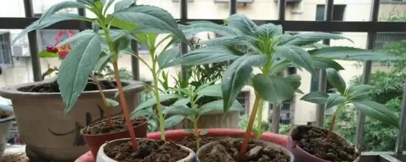 凤仙花喜阴喜阳 ,凤仙花是喜阴还是喜阳的植-会东网