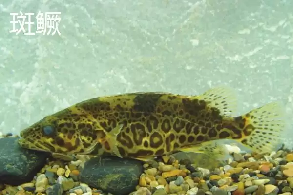 鳜鱼有着怎样的简介呢,鳜鱼是名贵淡水经济鱼种是其简介吗插图6 鳜鱼有着怎样的简介呢,鳜鱼是名贵淡水经济鱼种是其简介吗插图6