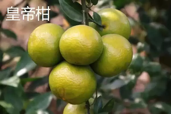 贵妃柑和皇帝柑有何区别,贵妃柑属于晚熟杂柑品种与皇帝柑有别吗插图10 贵妃柑和皇帝柑有何区别,贵妃柑属于晚熟杂柑品种与皇帝柑有别吗插图10