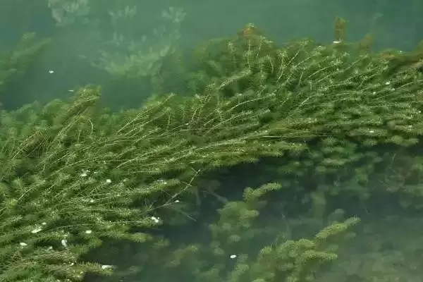 黑藻是真核还是原核生物呢,黑藻属于真核生物这一说法是正确的吗插图2 黑藻是真核还是原核生物呢,黑藻属于真核生物这一说法是正确的吗插图2