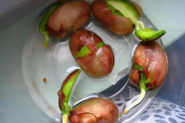 菠萝蜜核的水培方法是怎样呢,菠萝蜜核如何水培插图5 菠萝蜜核的水培方法是怎样呢,菠萝蜜核如何水培插图5