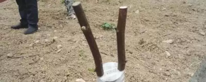 核桃的繁殖方法有哪些呢,核桃可通过播种等方式进行繁殖吗插图 核桃的繁殖方法有哪些呢,核桃可通过播种等方式进行繁殖吗插图