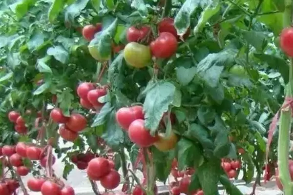 冬季药剂催红西红柿要点,冬季如何用药剂催红西红柿及要点插图1 冬季药剂催红西红柿要点,冬季如何用药剂催红西红柿及要点插图1