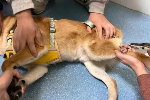 狗狗贫血是由何引起的,狗狗贫血是饮食或先天性疾病等原因导致吗插图9 狗狗贫血是由何引起的,狗狗贫血是饮食或先天性疾病等原因导致吗插图9