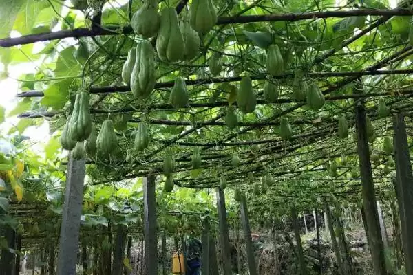 佛手瓜繁殖方法方式 ,佛手瓜可以采用哪些繁殖方法插图3 佛手瓜繁殖方法方式 ,佛手瓜可以采用哪些繁殖方法插图3