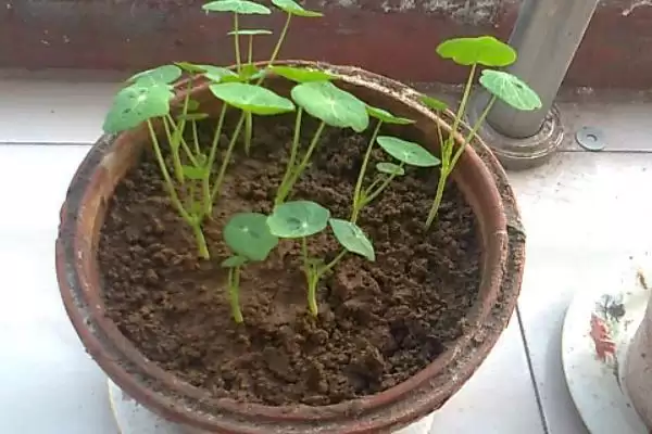 荷花种子如何进行种植呢,荷花种子可直接用塘泥进行养护种植吗插图1 荷花种子如何进行种植呢,荷花种子可直接用塘泥进行养护种植吗插图1