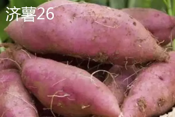 甘薯优良新品种介绍 ,甘薯有哪些优良的新品种插图2 甘薯优良新品种介绍 ,甘薯有哪些优良的新品种插图2