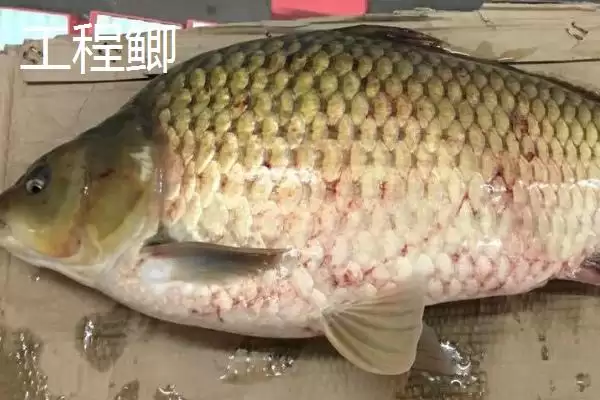 黑坑工程鲫用什么味型小药,黑坑钓工程鲫的小药味型需根据温度决定吗插图3 黑坑工程鲫用什么味型小药,黑坑钓工程鲫的小药味型需根据温度决定吗插图3