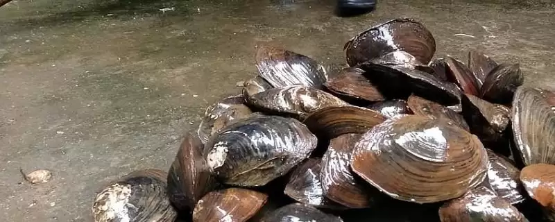 河蚌里面有珍珠这种情况吗,河蚌并不是每个里面都有珍珠是真的吗插图 河蚌里面有珍珠这种情况吗,河蚌并不是每个里面都有珍珠是真的吗插图