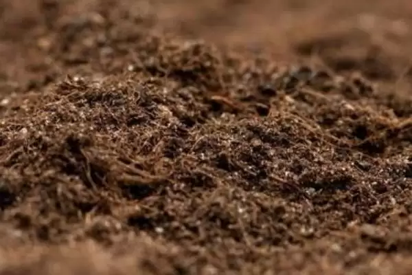甘草种植技术方法 ,甘草的种植有哪些技术和方法插图1 甘草种植技术方法 ,甘草的种植有哪些技术和方法插图1