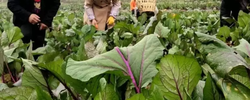红菜苔叶子很大要摘掉吗,红菜苔要及时摘掉大的叶片是这样吗-会东网