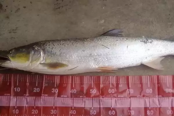 鳡鱼鱼类属性特点 ,鳡鱼是一种怎样的鱼类,有何特插图1 鳡鱼鱼类属性特点 ,鳡鱼是一种怎样的鱼类,有何特插图1