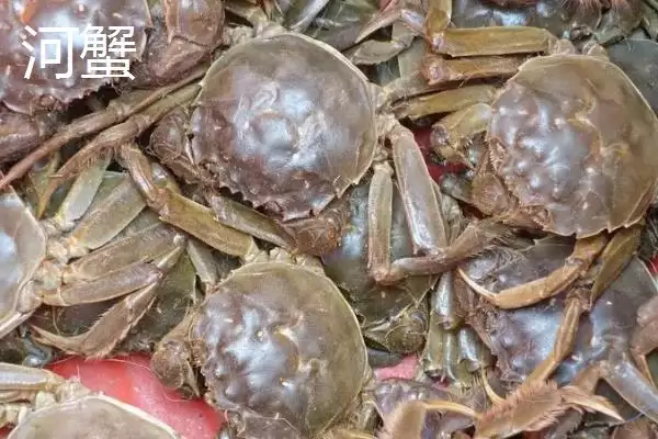 河蟹和海蟹哪个更好吃呢,河蟹肉质相比海蟹更为细嫩、紧实吗插图1