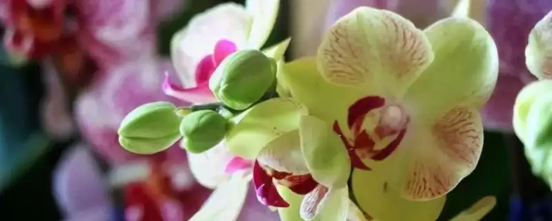 蝴蝶兰开花与温差开花为啥需大温差环境,蝴蝶兰开花是否需要温差,温差作用是啥?插图 蝴蝶兰开花与温差开花为啥需大温差环境,蝴蝶兰开花是否需要温差,温差作用是啥?插图