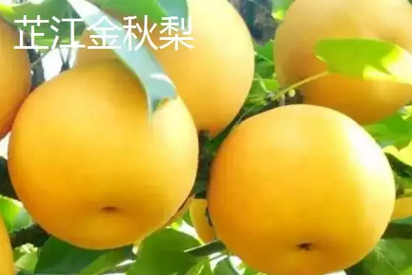 湖南芷江特产雪峰山鱼腥草为啥是宝,湖南芷江侗族自治县的雪峰山鱼腥草是特产?插图4 湖南芷江特产雪峰山鱼腥草为啥是宝,湖南芷江侗族自治县的雪峰山鱼腥草是特产?插图4