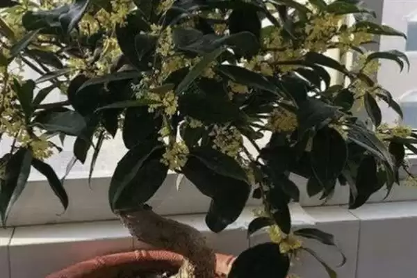 桂花僵苗应该如何解决呢,桂花僵苗需及时换盆和保持充足光照吗插图3 桂花僵苗应该如何解决呢,桂花僵苗需及时换盆和保持充足光照吗插图3