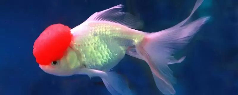 鹤顶红金鱼饲养方法是什么,鹤顶红金鱼饲养过程中喂食不宜过多吗插图 鹤顶红金鱼饲养方法是什么,鹤顶红金鱼饲养过程中喂食不宜过多吗插图