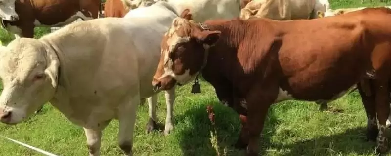 怀孕母牛现象流黄粘液咋回事呢,怀孕母牛流黄粘液的原因,什么导致的?插图 怀孕母牛现象流黄粘液咋回事呢,怀孕母牛流黄粘液的原因,什么导致的?插图