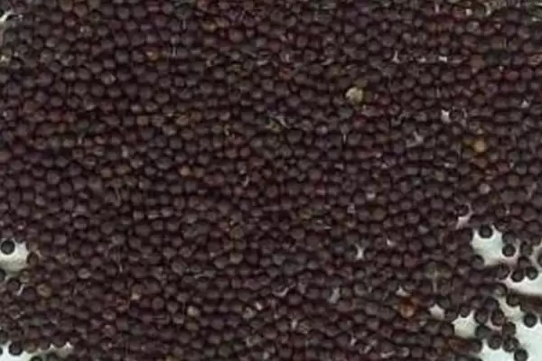黄瓜白菜种子使用期限 ,黄瓜种子使用为何不得超 3 年插图3