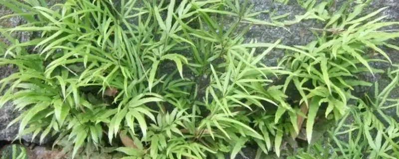 凤尾草生长环境 ,凤尾草生长在哪些地插图 凤尾草生长环境 ,凤尾草生长在哪些地插图