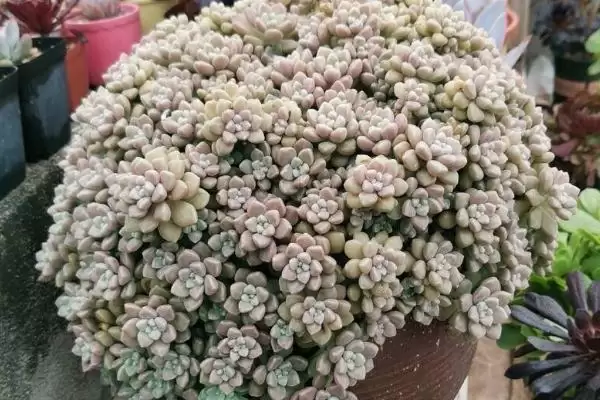 姬秋丽种植法光照足叶片色佳,姬秋丽的种植方法,充足光照影响大?插图3 姬秋丽种植法光照足叶片色佳,姬秋丽的种植方法,充足光照影响大?插图3