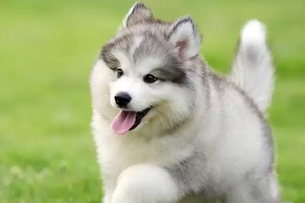 幼犬感觉冷的温度,多少度的环境幼犬会觉得寒冷不适插图3 幼犬感觉冷的温度,多少度的环境幼犬会觉得寒冷不适插图3