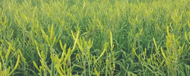 黄花菜种植时间春秋两季都能种,黄花菜的种植时间,具体时间准确吗?插图 黄花菜种植时间春秋两季都能种,黄花菜的种植时间,具体时间准确吗?插图