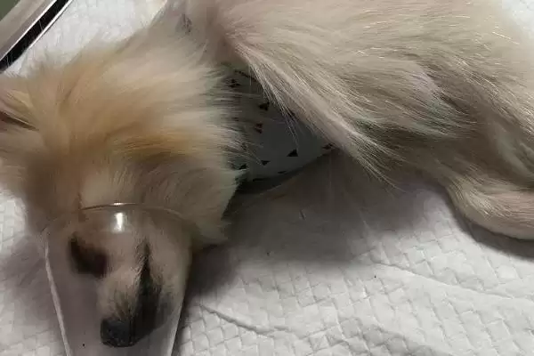 感染犬瘟热疾病类型 ,感染犬瘟热有哪几类疾病类型插图1 感染犬瘟热疾病类型 ,感染犬瘟热有哪几类疾病类型插图1