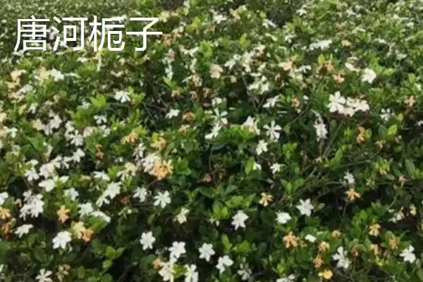 河南唐河县的特产是什么呢,河南唐河县的栀子品质上乘是特产之一吗插图4 河南唐河县的特产是什么呢,河南唐河县的栀子品质上乘是特产之一吗插图4