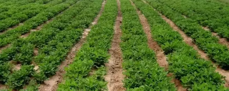 花生追肥时间苗花期追肥有必要,花生追肥时间,苗期和花期追肥作用?-会东网